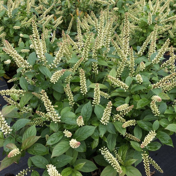 Looking for a plant that gives you spring and fall color?⁠
⁠
FIZZY MIZZY® might be for you! While other Sweetspires produce blooms that cascade downward, the blooms of FIZZY MIZZY® stand upright making it unique. ⁠
gardencrossings.com
6168756355 · sales@gardencrossings.com