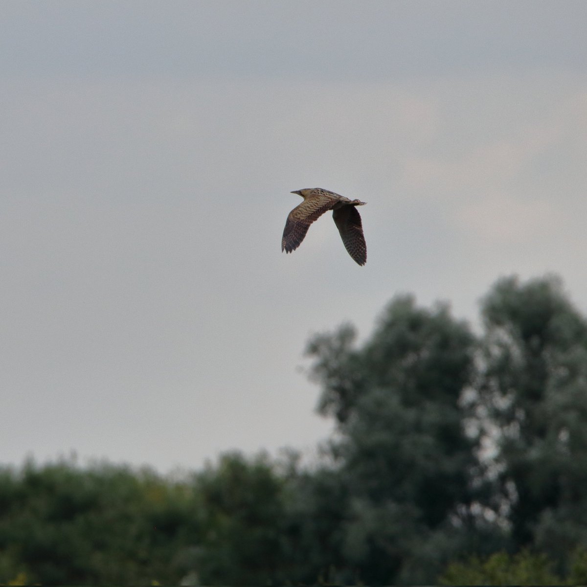 Simon Passey tweet media