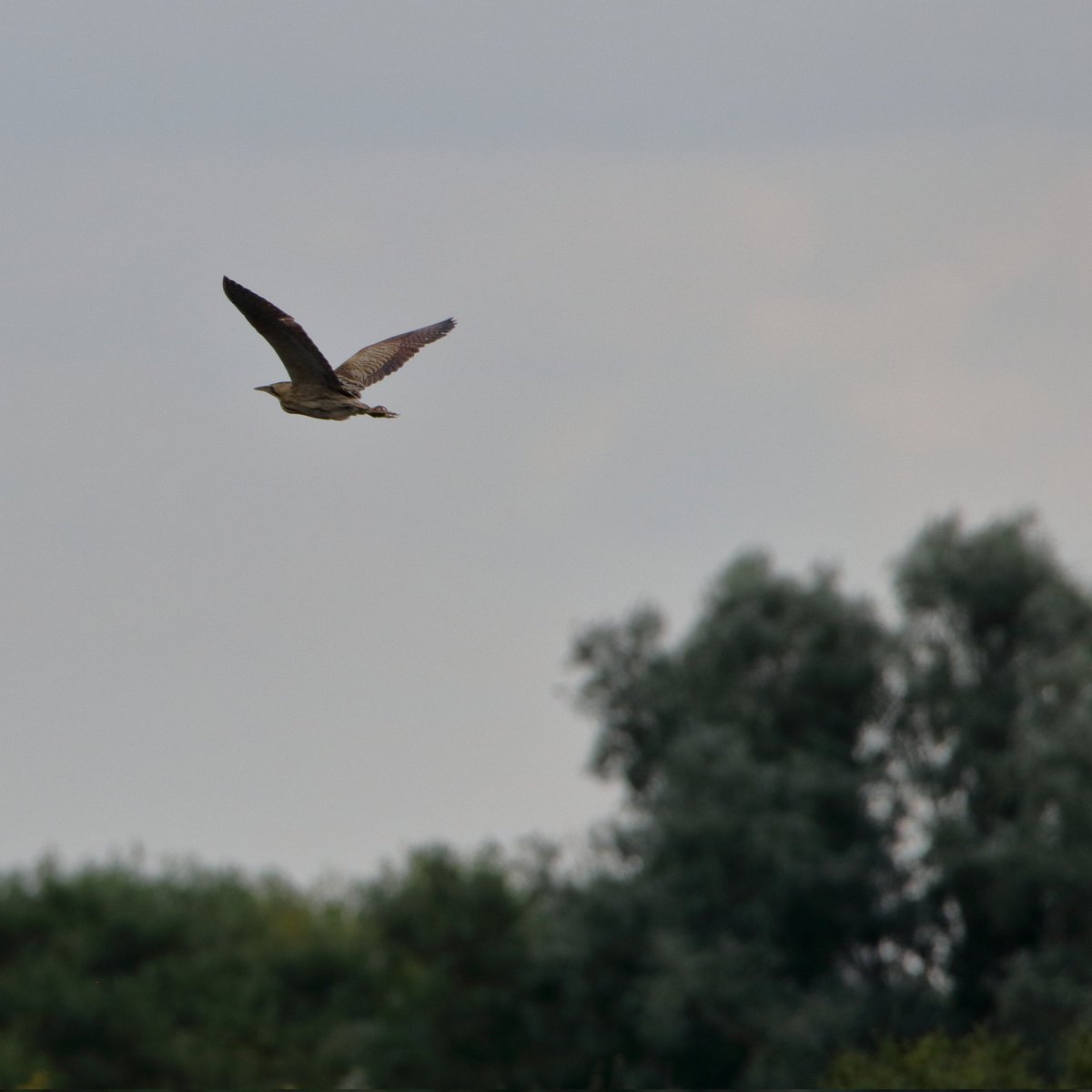 Simon Passey tweet media