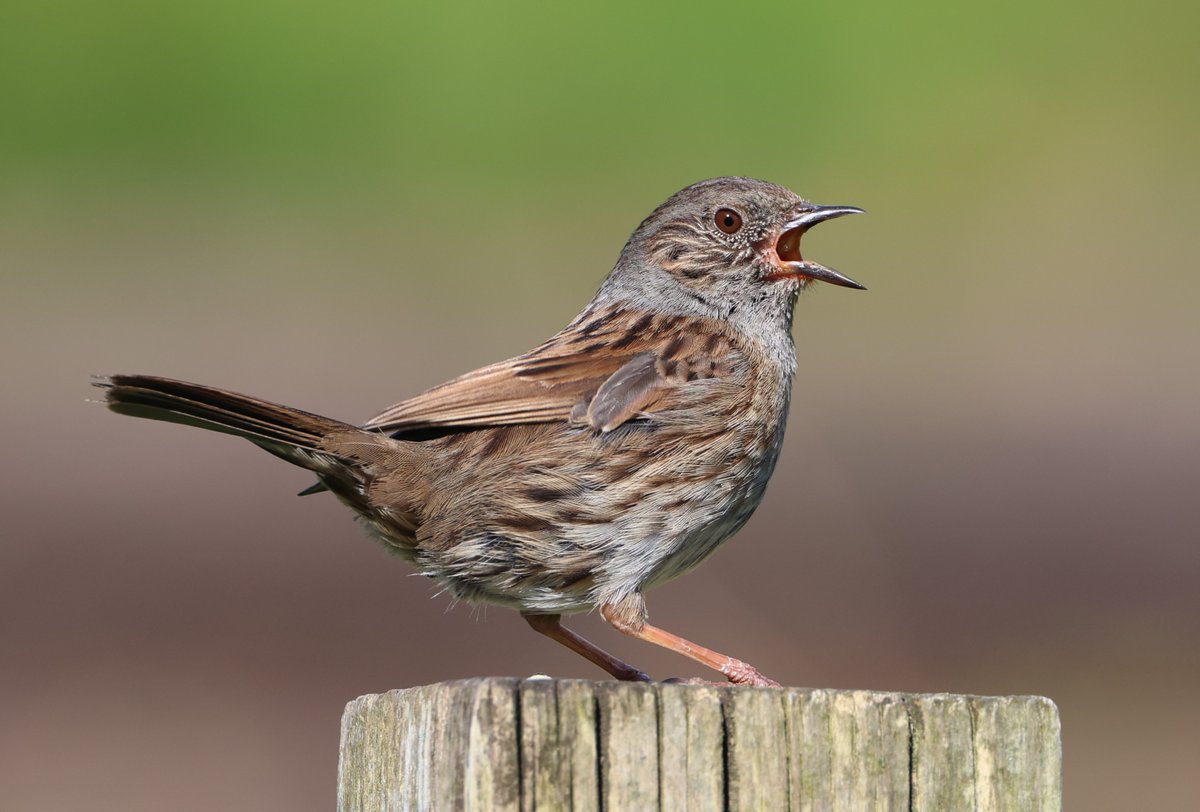 Simon Pinder tweet media