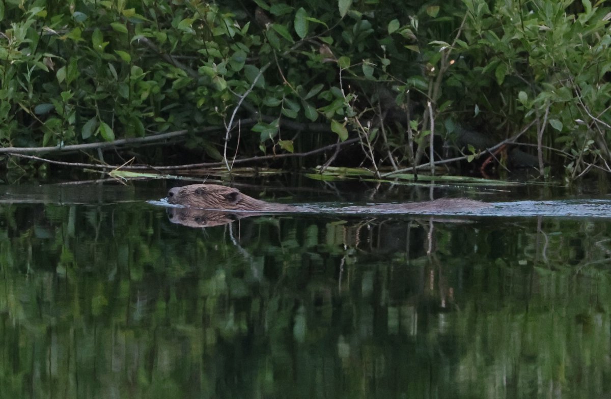 Simon Pinder tweet media