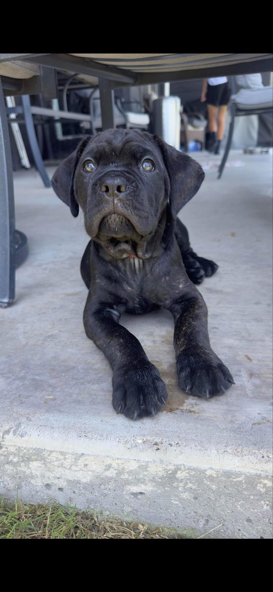 7NCaneCorso's tweet photo. Cane Corso
Dallas Tx
AKC
#canecorso https://t.co/dNrbRxfmSH