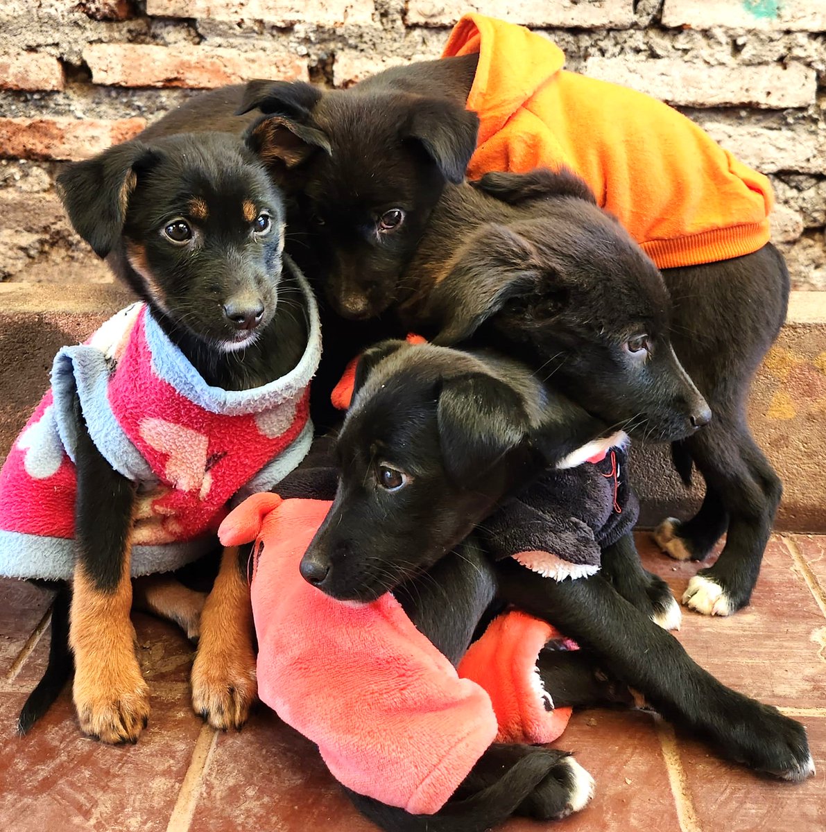 eltuitdemarsh's tweet photo. Hermosos bebés, 3 hembras y un macho, en adopción. Tienen dos vacunas y están desparasitados. Serán de tamaño mediano. Se encuentran en Puente Alto. Si deseas adoptar, comunícate al +56956483049. Favor RT! 
#PuenteAlto https://t.co/hrZB1UYWWN