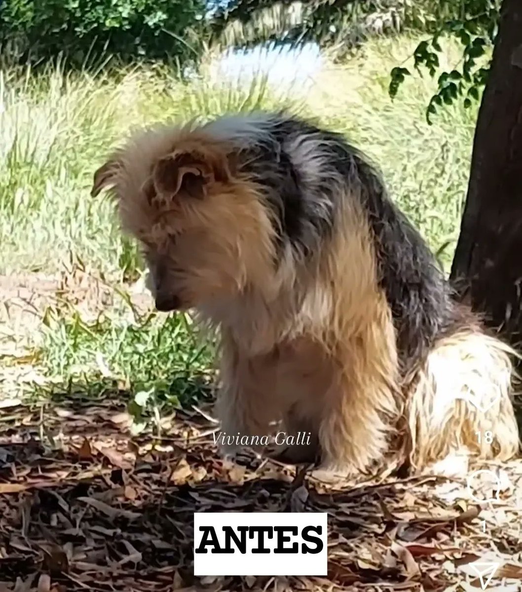 MipuebloJNFdez's tweet photo. El "Jackito" 🐶 un genio 🧞♀️
El ANTES y el DESPUES de atrapar un peludo 🦔 y salvar a las gallinas en el gallinero 🦃🐔🐓🐤🐥🦆
Muchos 👏👏👏👏👏 para él.
#elinteriorexiste
#perro
#perroprotector
#perrogenio https://t.co/yv00z2QlET