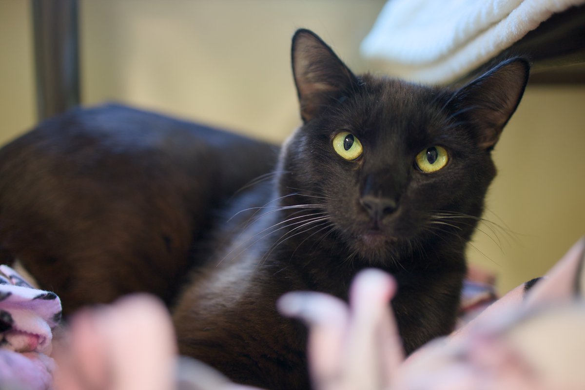 ShadowCatsTexas's tweet image. Goji acclimating to Cookie's Place and enjoying his little cat tree.  This sweet boy is a purring machine! #voidkitty #purringmachine #blackcats