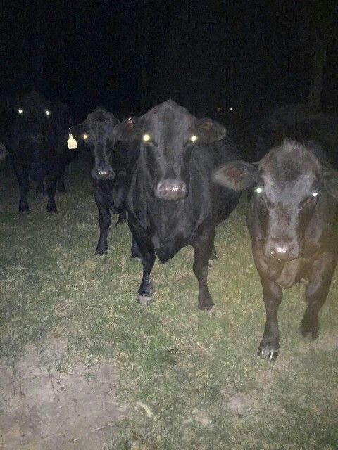 Umas vacas decidiram fugir no meio da noite e agora lá vai eu procurar elas no meio desse breu.