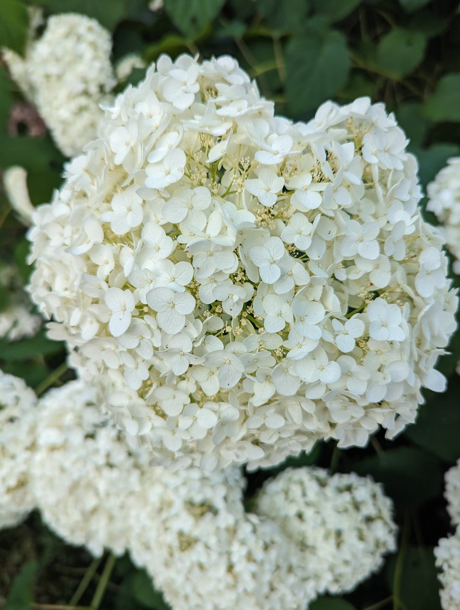 kinghistorycchs's tweet image. The benefits of being raised by a horticulturalist 💮 #latespring