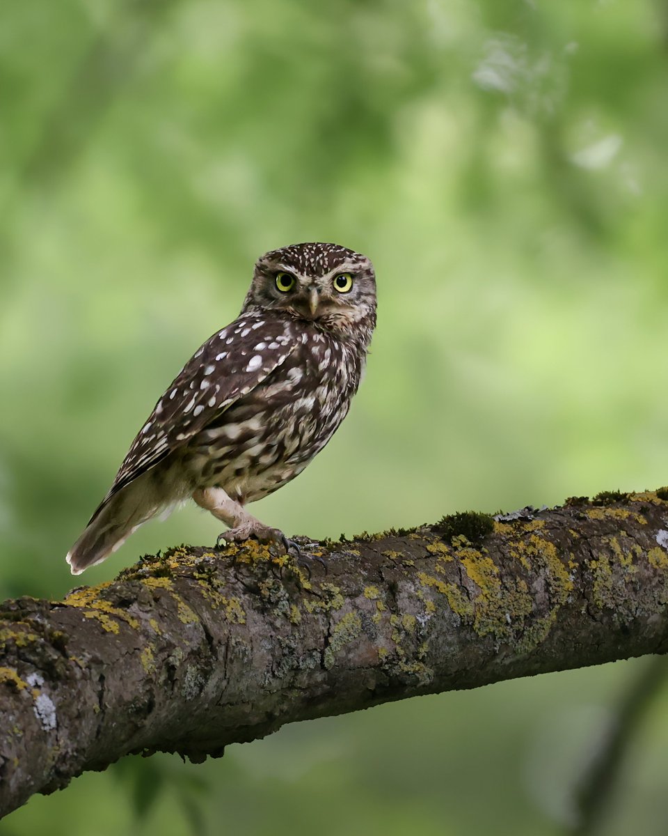 The original Angry bird.  The Awesome little owl <a href="/BBCSpringwatch/">BBC Springwatch</a> #springwatch #bbcspringwatch