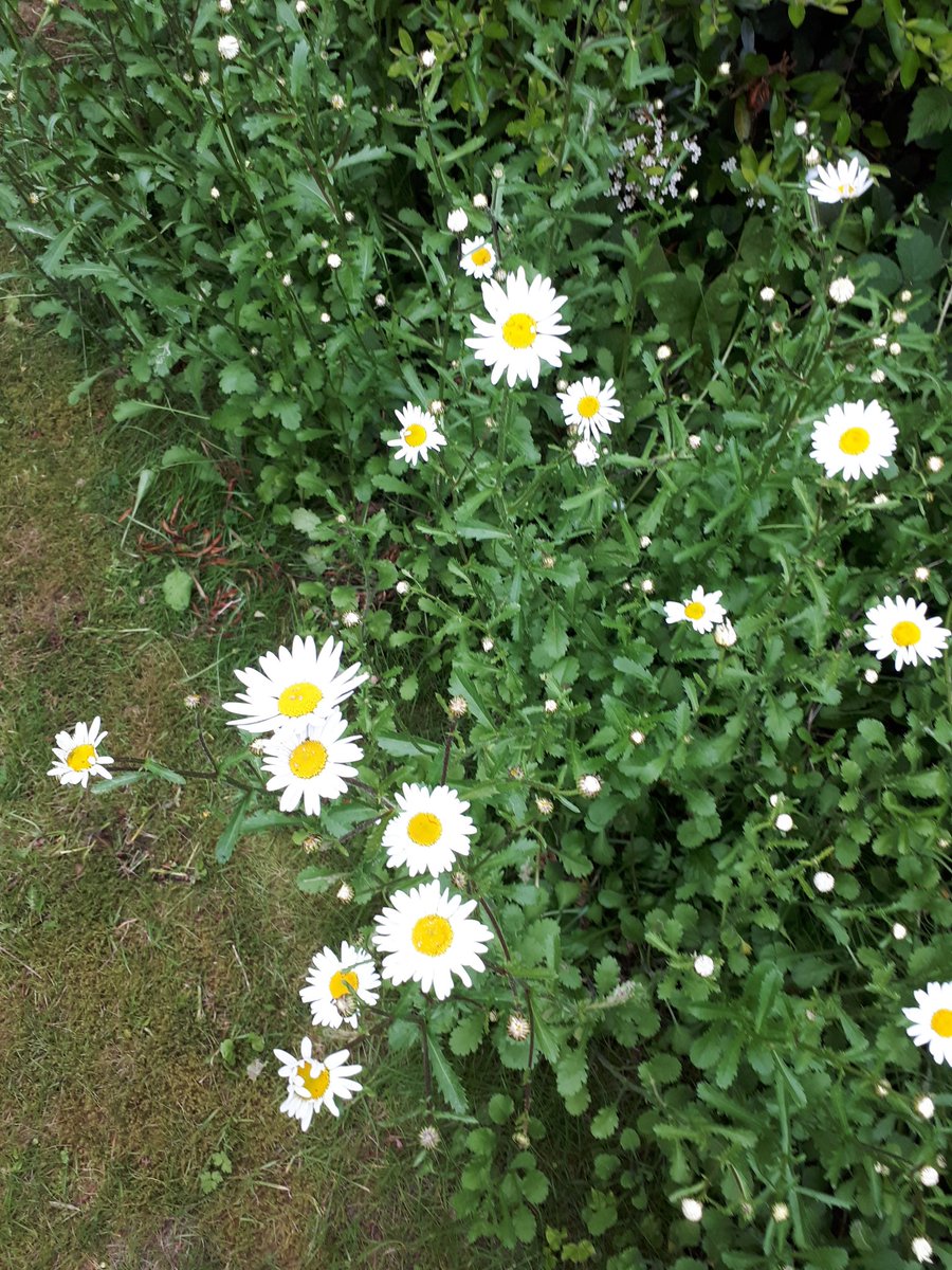 stephenpalmer's tweet photo. @RevRichardColes Yes! I've been running an #OxeyeDaisyProject for the past 222 weeks with one photo every week uploaded to my instagram account. The flowers are great for #insects #butterflies #bees #birds and bugs in general. https://t.co/YRprW1BTrz