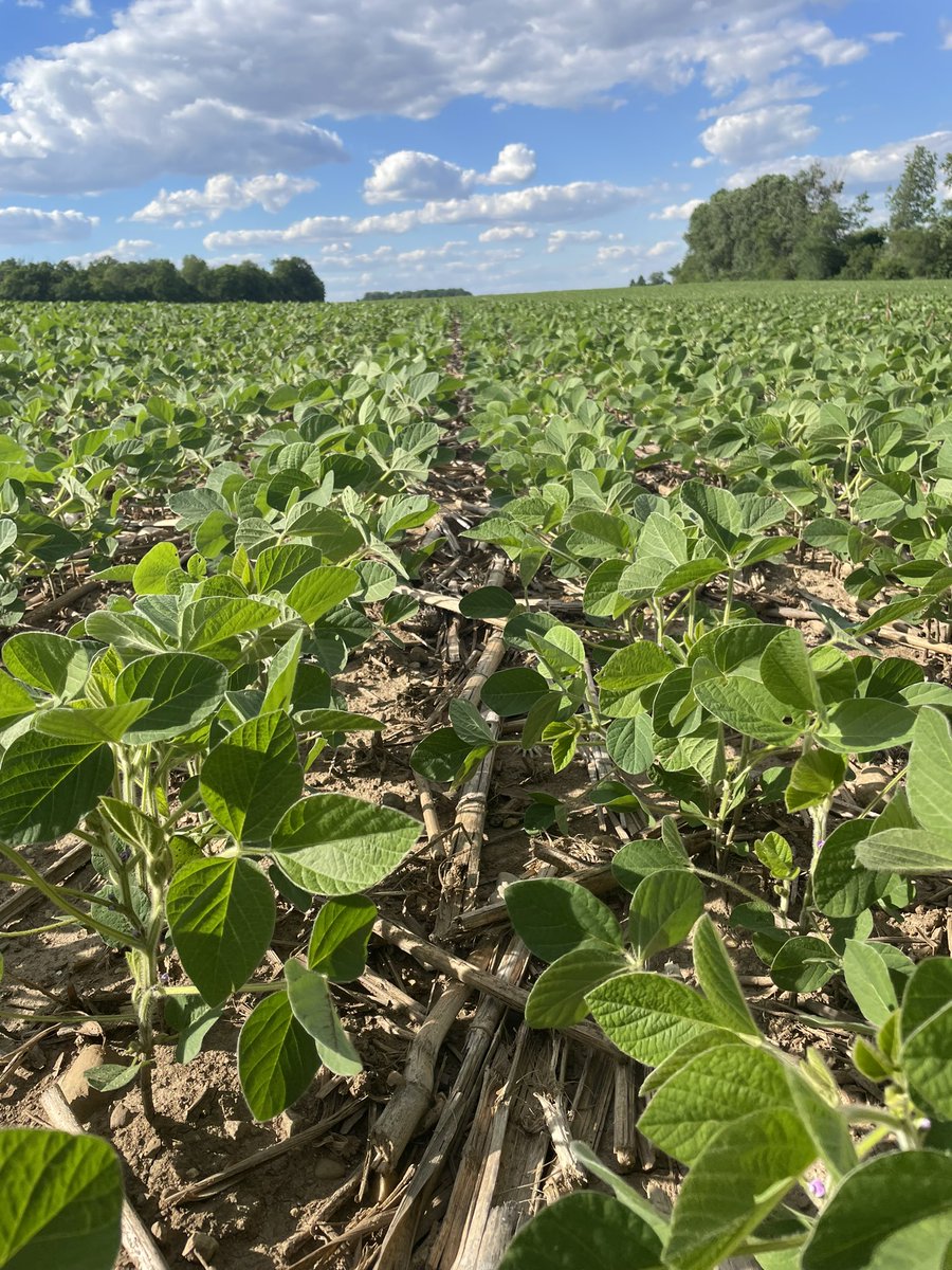 Mitch Greve tweet media