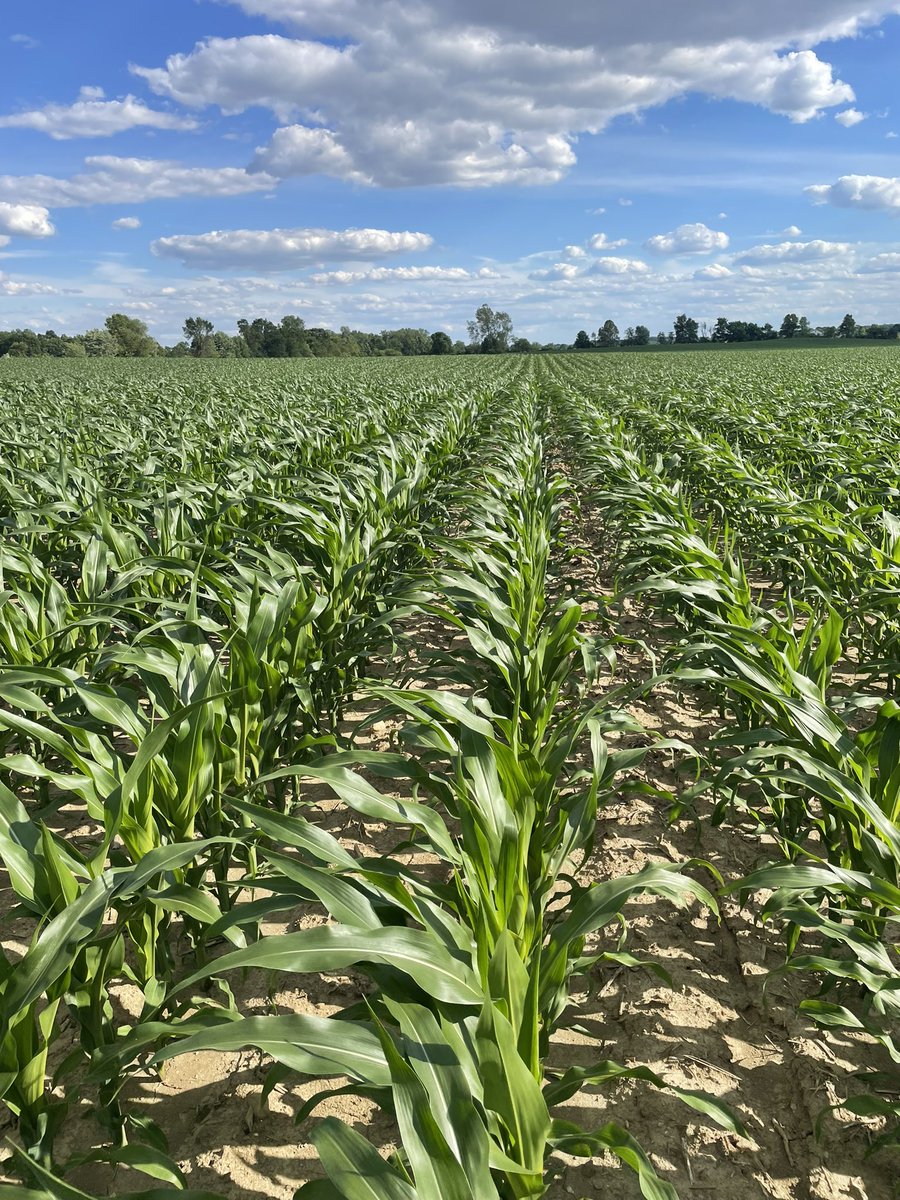 Crops are cruising right along in West Central Ohio.
