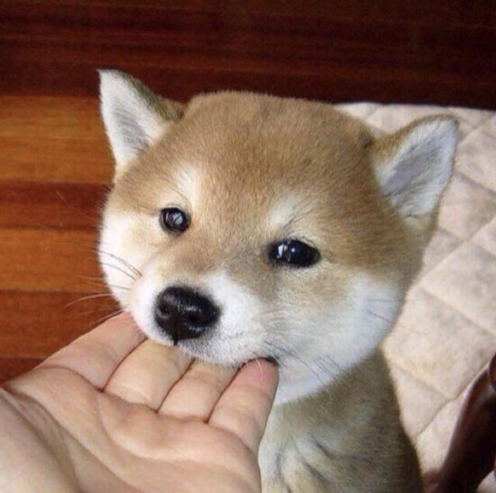 私「お手」
犬「はむ」
私「許す」