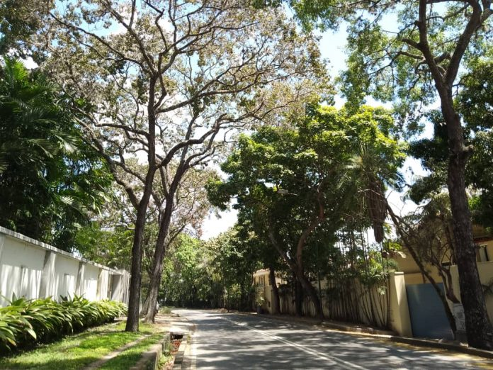 contrapuntovzla's tweet photo. «Una ciudad sin árboles es una ciudad muy calurosa», advierte la consultora ambiental Karem Borjas https://t.co/sGR4FvQdK1 https://t.co/BpljeinNSS