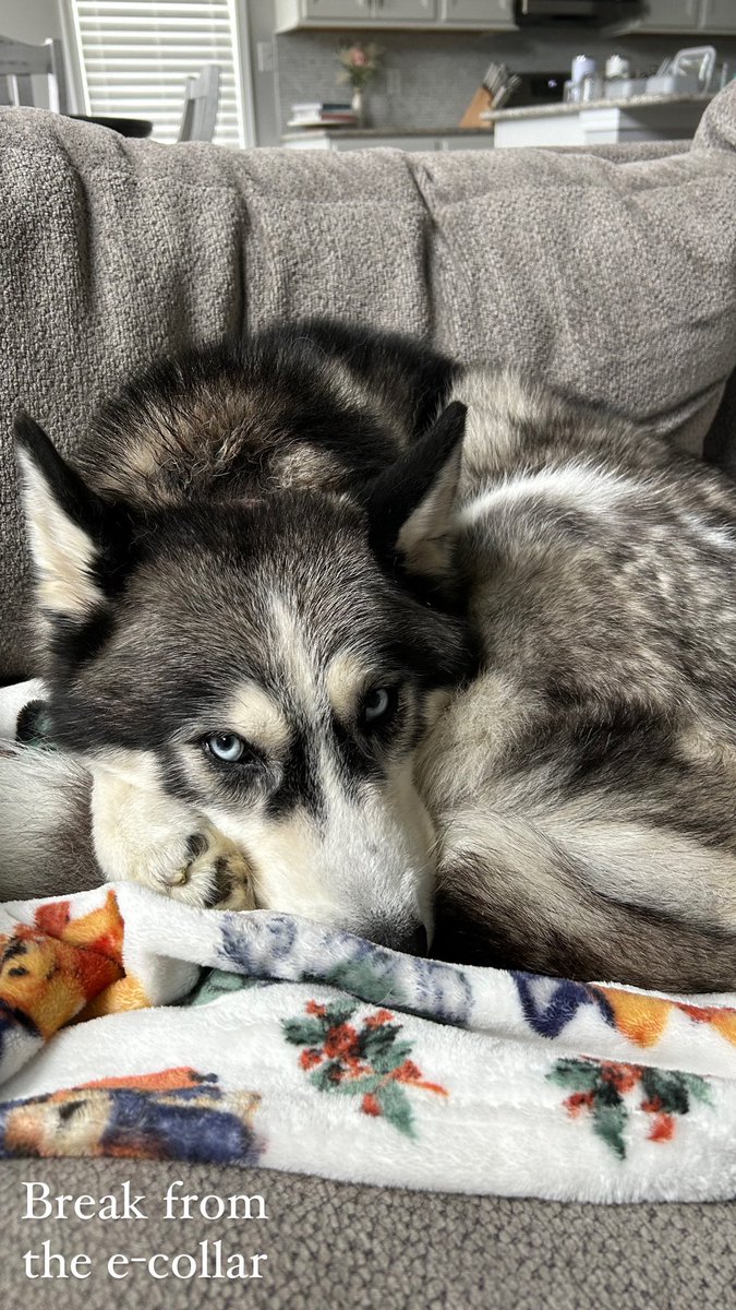 Chey-Ane tweet media