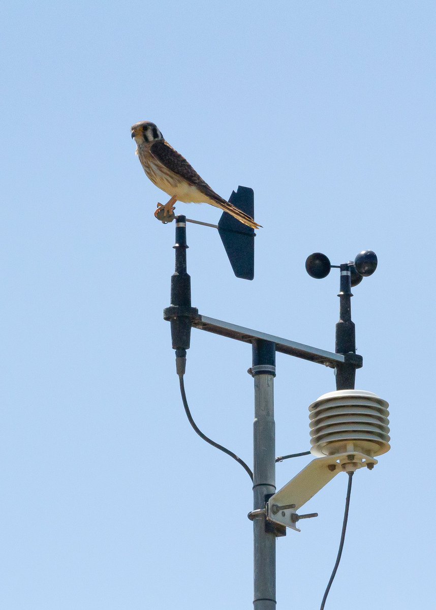 Kestrel Weather Meter ®️