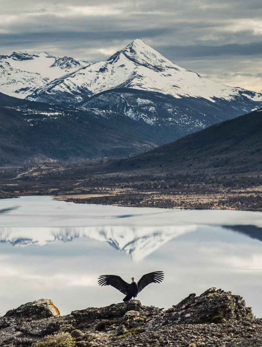 El gran cóndor, perfectamente alineado con la montaña en Laguna Sofía (Patagonia chilena) : una suerte de segundos. Y foto galardonada como mejor foto del festival de Namur (2021), uno de los concursos de naturaleza más importantes de Europa. 🏔️ #Chile