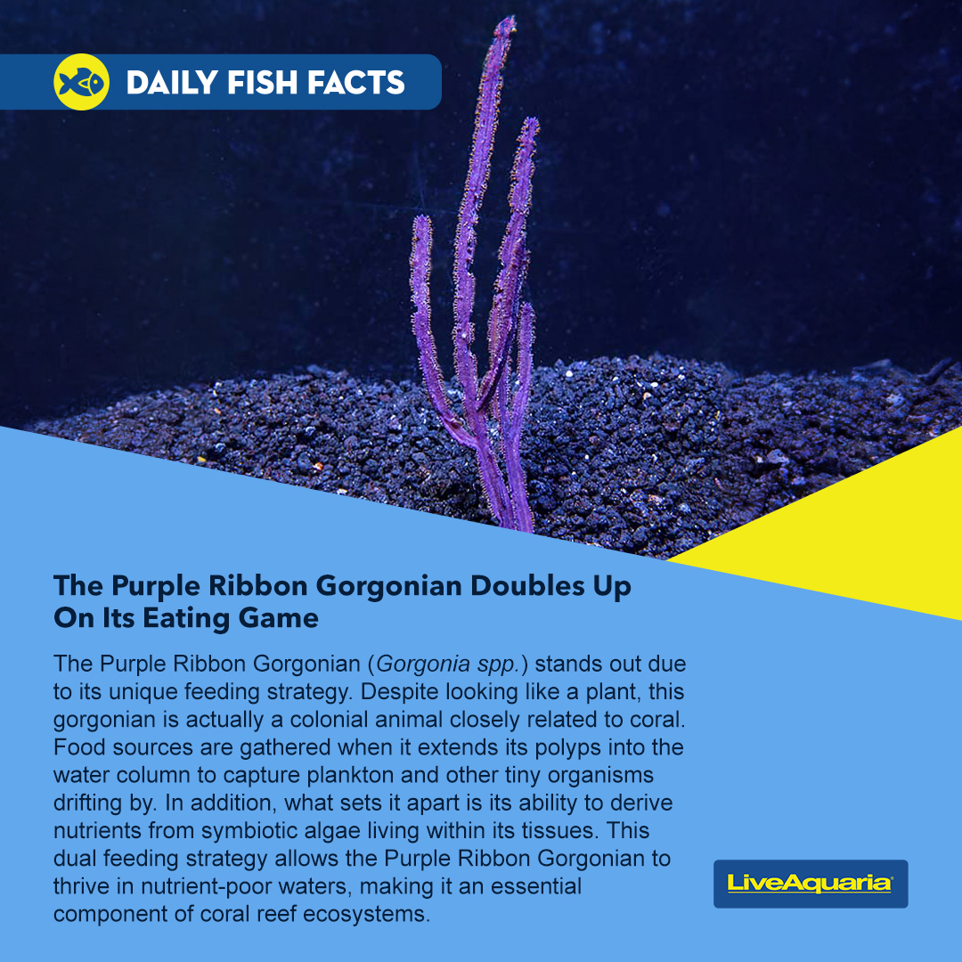 LiveAquaria's tweet photo. The Purple Ribbon Gorgonian is an eye-catching specimen that excels at feeding itself, but aquarists should still provide supplemental feeding.
https://t.co/r1u5IDCFEW
#fishfact #funfact #aquarium #coral #reef #reeftank #fish #freshwaterfish #saltwaterfish #aqualove https://t.co/paPGS6mmWS