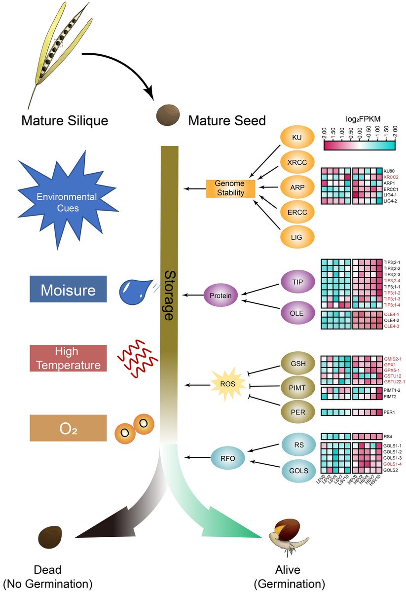 TheorApplGenet tweet media