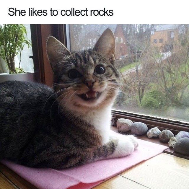 Punch Cat tweet media