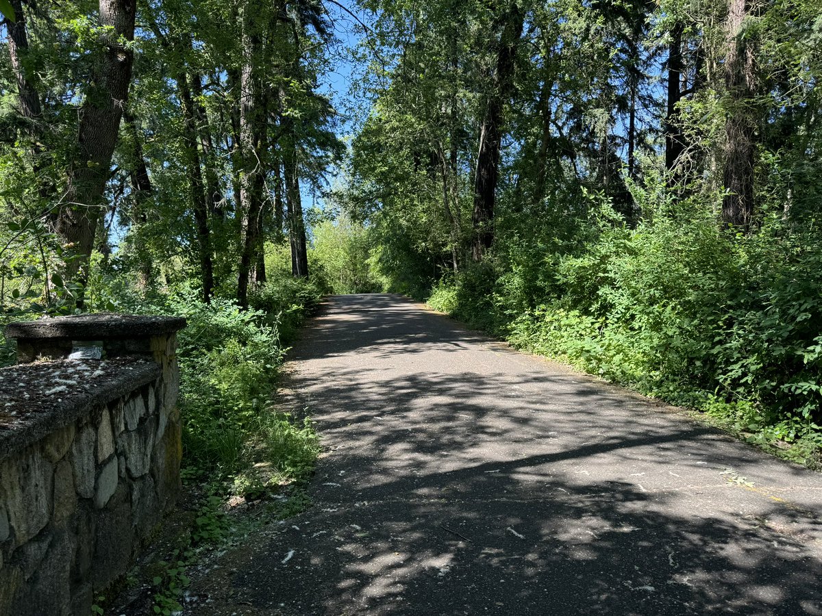 Lefthanded_Hero's tweet photo. The lake is busy but the back trails are nice :) think this bench is having a bad day. #shroomdrop253 #shroomdrop https://t.co/q2SZJjYDkT