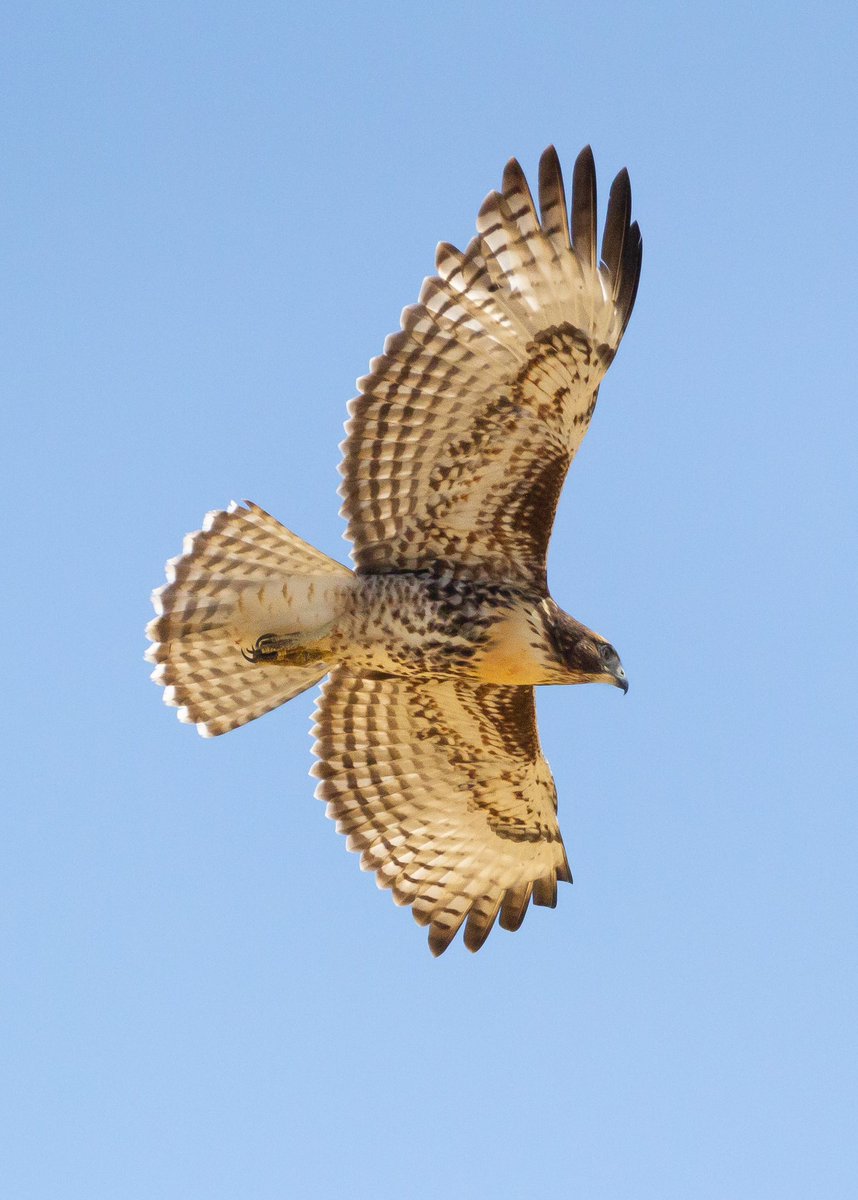 It’s fledgling Red-tailed Hawk season on Yolo County farms…

#WildAg #redtailedhawk