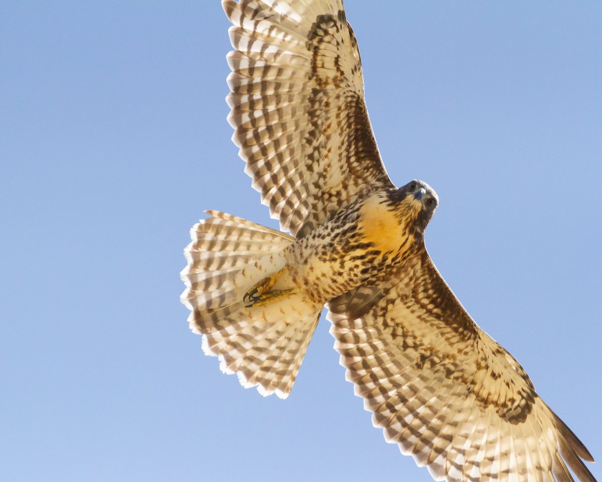 Ryan Bourbour tweet media