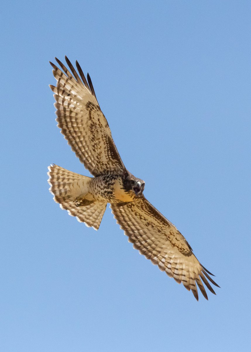 Ryan Bourbour tweet media