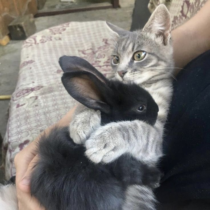 comfort for Nyanakin stans 🩷🐈 (@nyanakincomfort) on Twitter photo 