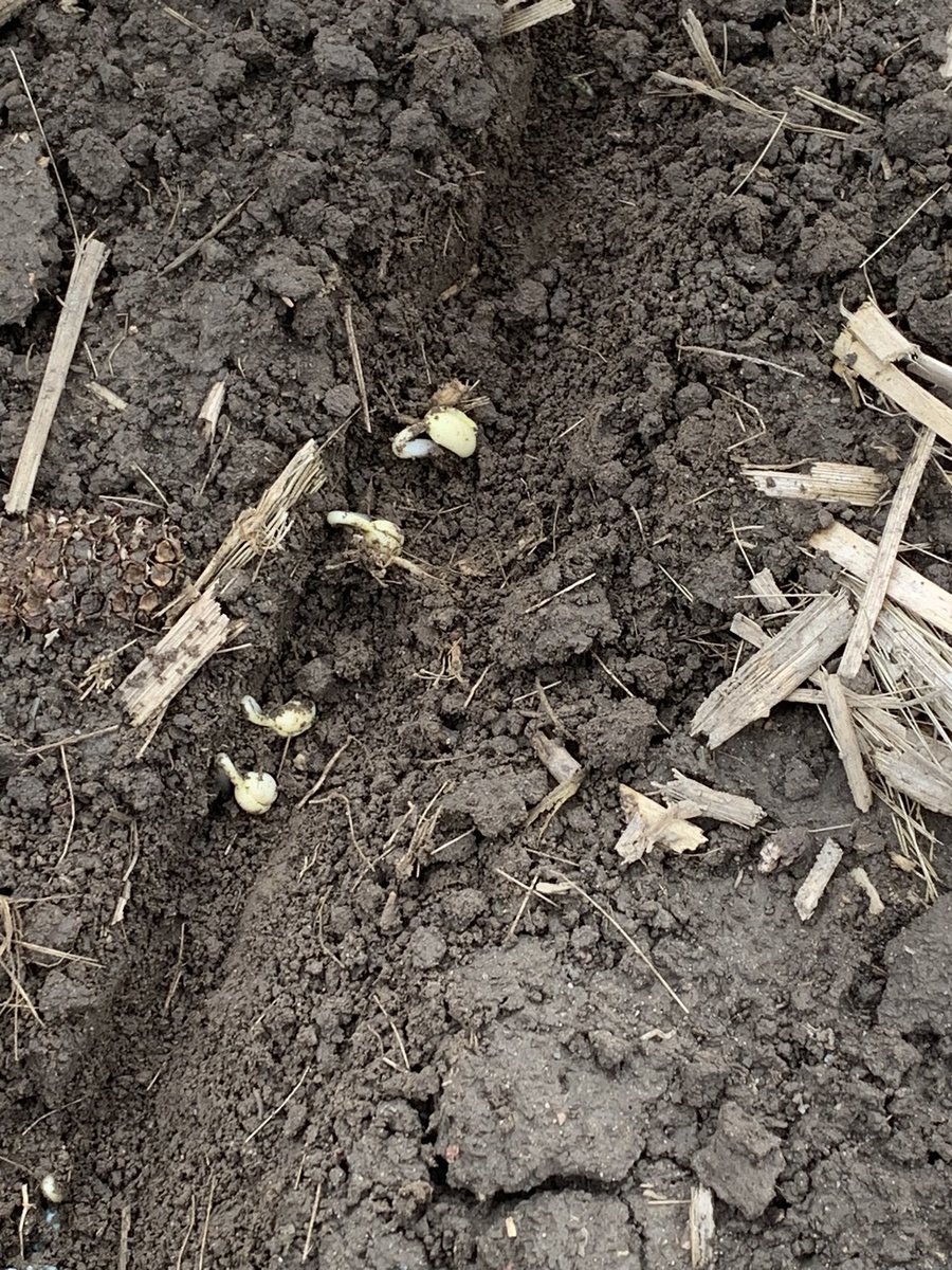 You little fellas stay tucked in here tonight <a href="/HDCAgronomy/">Hensall Co-op Agronomy</a>