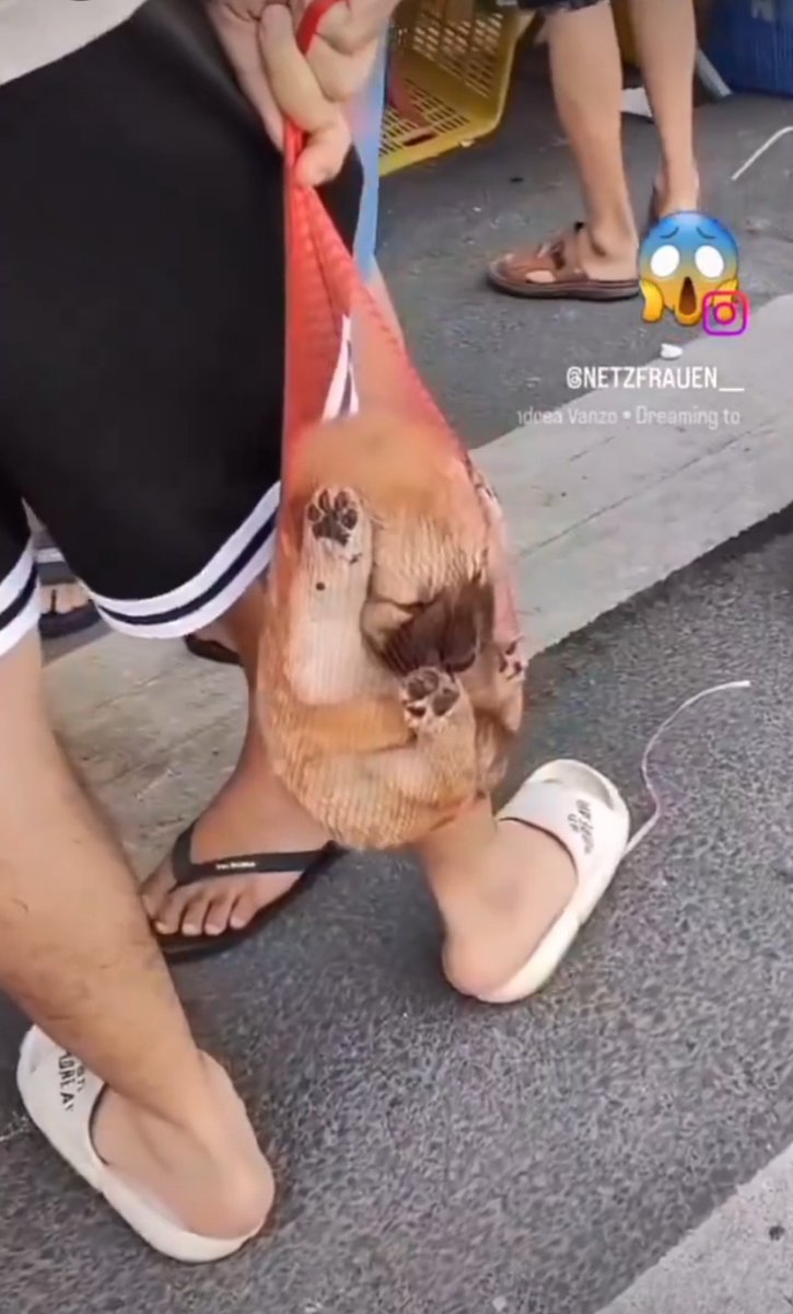 PhaedraXTeddy's tweet image. 🇨🇳 #China 
Puppy will not be loved. 
#StopYulin 🇨🇳
Just #BoycottChina