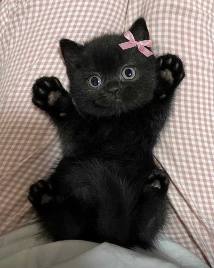 animals wearing bows (@animalswithbows) on Twitter photo 