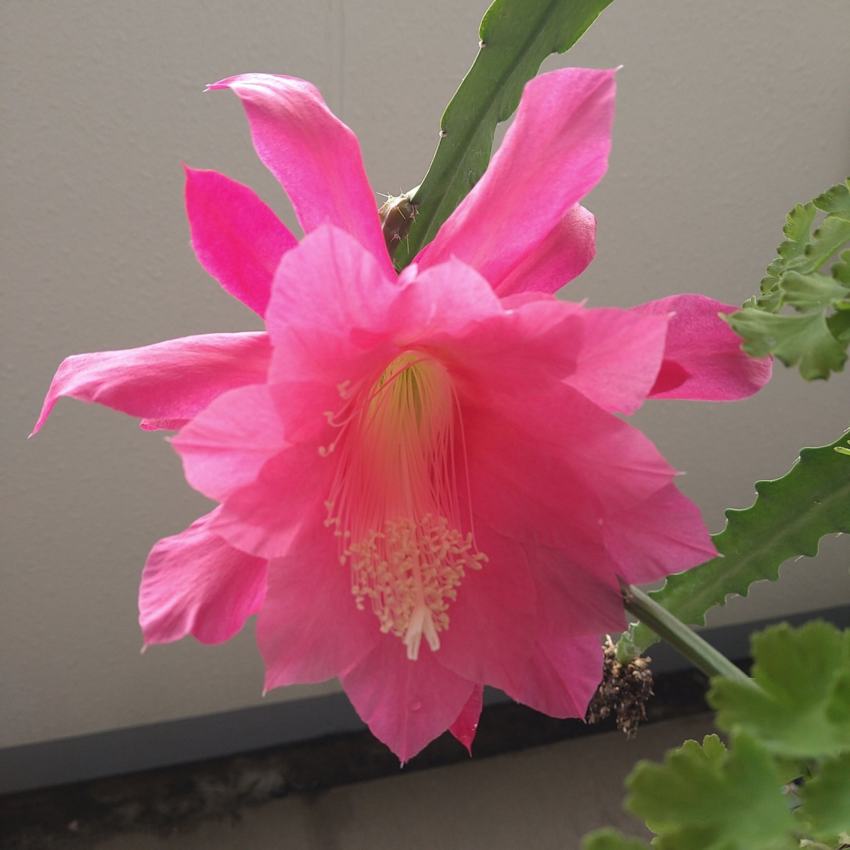 孔雀サボテン港まつり