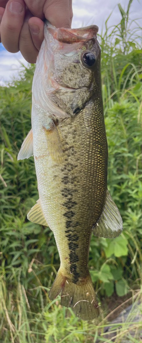 バス釣りにハマった「元」アラフォー (@21_7bassfishing) / Posts / X