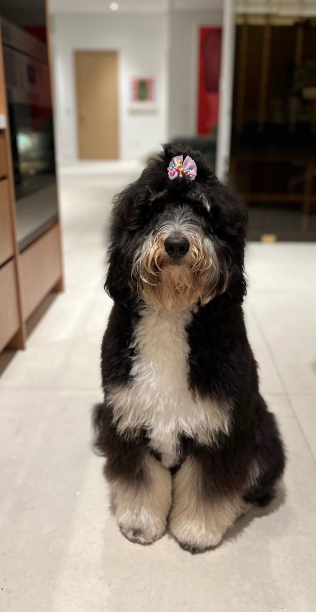 100k $SOCKS MEME CONTEST

Drop your BEST $SOCKS MEME (USE THIS PHOTO AS BASE)

Let your personality shine, you have 24 HRS 

Like &amp; RT 

Must be following 
@MOTHERSdogSocks