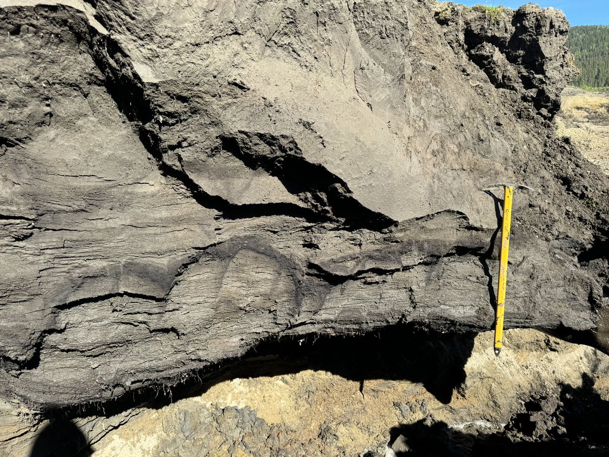 tephrafan's tweet image. A Latest Pleistocene turbic cryosol, probably about 16,000 years old. Tephra (probably the 80ka Sheep Creek K) and a very large horse. With Yukon palaeontology folks.