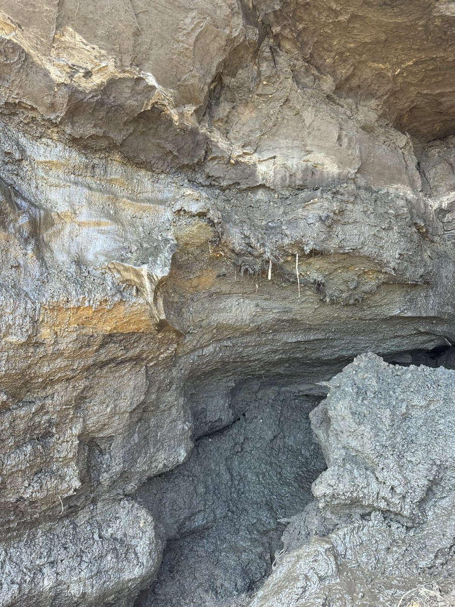 tephrafan's tweet image. A Latest Pleistocene turbic cryosol, probably about 16,000 years old. Tephra (probably the 80ka Sheep Creek K) and a very large horse. With Yukon palaeontology folks.