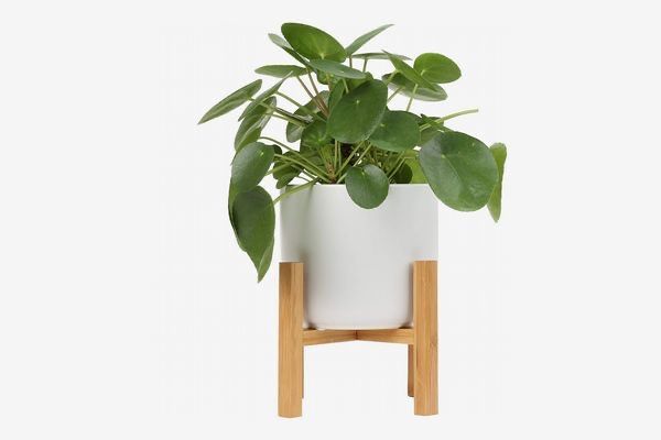 If gardening is not your forte, why not try out a houseplant! Here are a list for some of the easiest for new gardeners!

#Gardening #June #Texas

 buff.ly/3Xg7za5