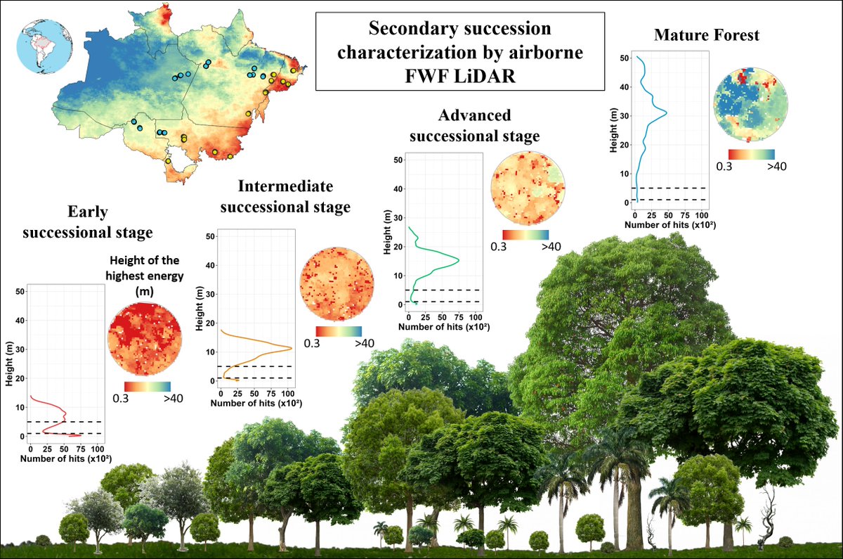 RicardoDalagnol's tweet photo. 📢🌳Happy to share the paper of my phd student Aline Jacon from @dsrinpe : "Characterizing Canopy Structure Variability in Amazonian Secondary Successions with Full-Waveform Airborne LiDAR" 

Link: https://t.co/NYPNyoO6Gf https://t.co/e4SBAOZlJh