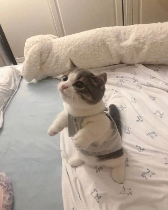 cutest cats (@cutestscats) on Twitter photo 