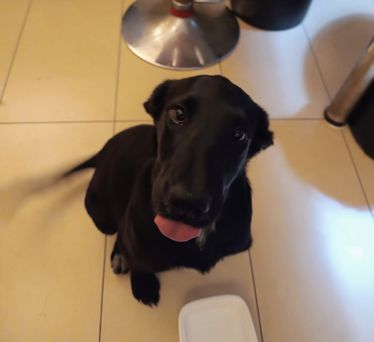 Cami1112176's tweet photo. #ANTOFAGASTA
ME SIGUIÓ ESTA PERRITA QUE DEBO LIBERAR AHORA YA, ALGUIEN QUE LA QUIERA TENER????? CACHORRA https://t.co/RbVto7fPvH