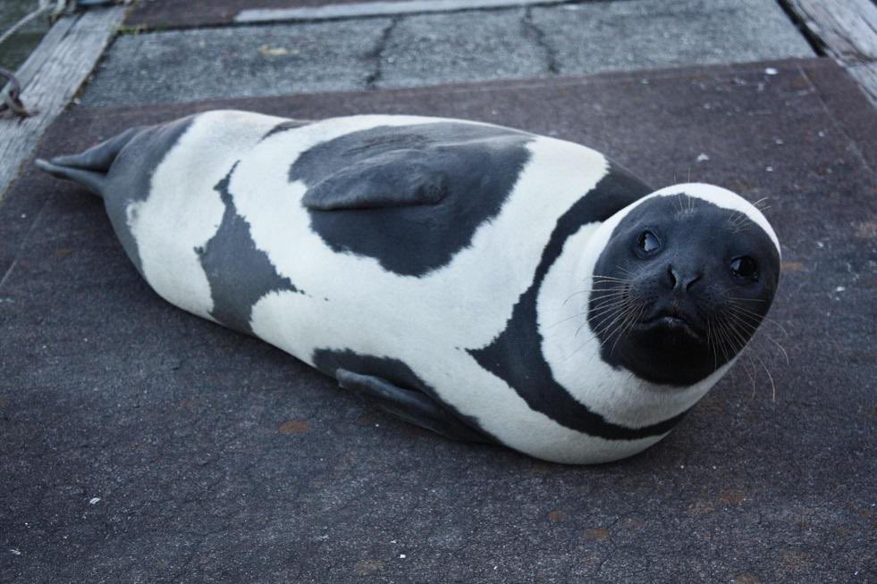 kalebsinclairr's tweet photo. no thoughts just ribbon seals https://t.co/TR8csixzmb