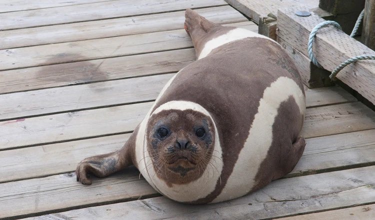 kalebsinclairr's tweet photo. no thoughts just ribbon seals https://t.co/TR8csixzmb