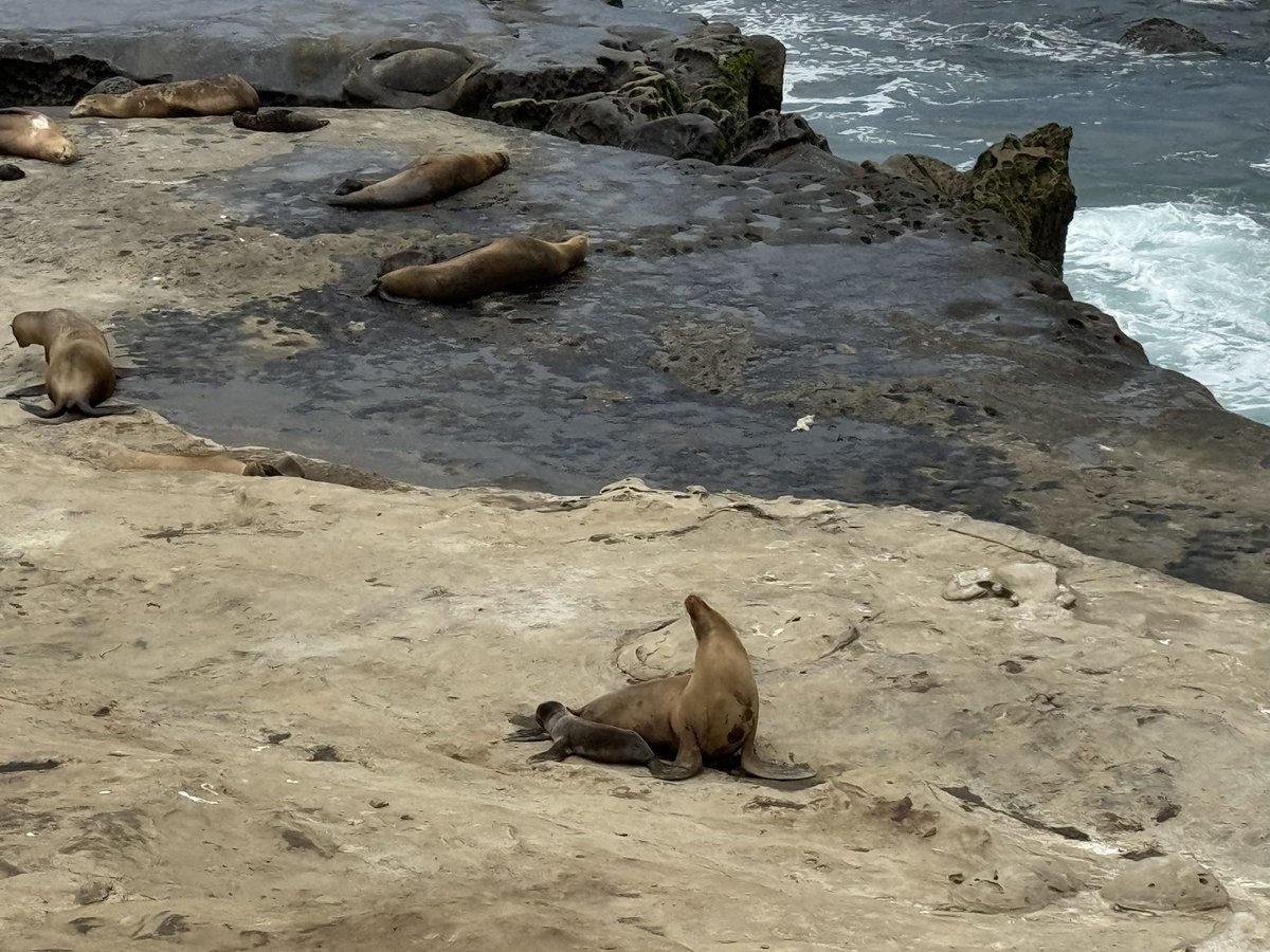 VictorWang_Data's tweet photo. #SummerOfShipping #SOSDay10:
Went to La Jolla Cove with family, so no outputs today! P.S. Baby sea lion says hi🥰 https://t.co/iPz6pNWUMQ