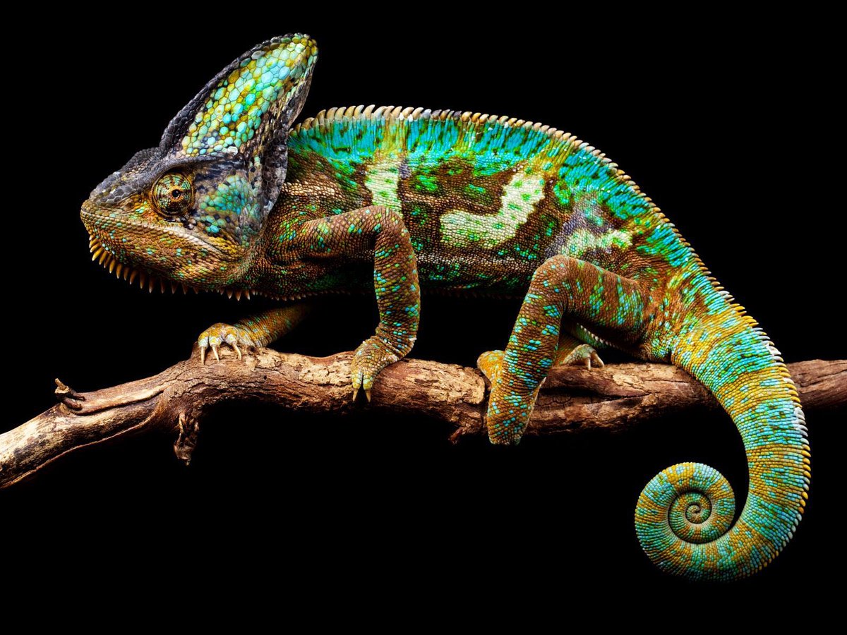 aatif3913's tweet photo. @Shehla_Rashid @Shehla_Rashid look how this creature changes color every time. https://t.co/v4YkQ0oXYp