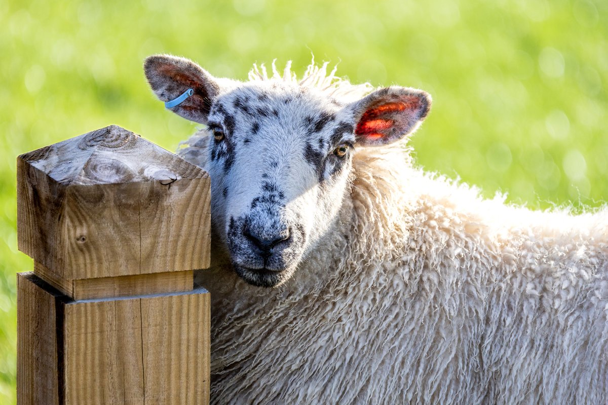 yorkshire_dales's tweet photo. Morning and welcome to the week! 🐑 We hope Monday goes well for you 🙌

📸 A curious sheep at Burnsall - shared with us by photographer @ChrisMBurgess

Share your #YorkshireDales photographs from the weekend with us 🙏

#YorkshireDales #MondayMotivation #Dales https://t.co/DXwj8fIAQy