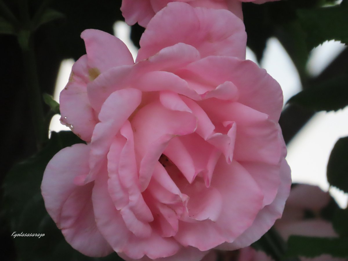 TBbgWOBzTx2Bgu4's tweet image. #BobDylan  #MastersofWar
1963年リリース　冷戦時代の核兵器増強に対する抗議の歌　けれど‥今は
出て来い戦争を仕切る奴
鉄砲を作るお前の事
殺人飛行機作るお前の事
爆弾作るお前の事
世界戦争に勝者が居る❓
お前が銃に引き金付けて
それを引くのは俺達だ‼️
youtu.be/JEmI_FT4YHU?si… @YouTubeより