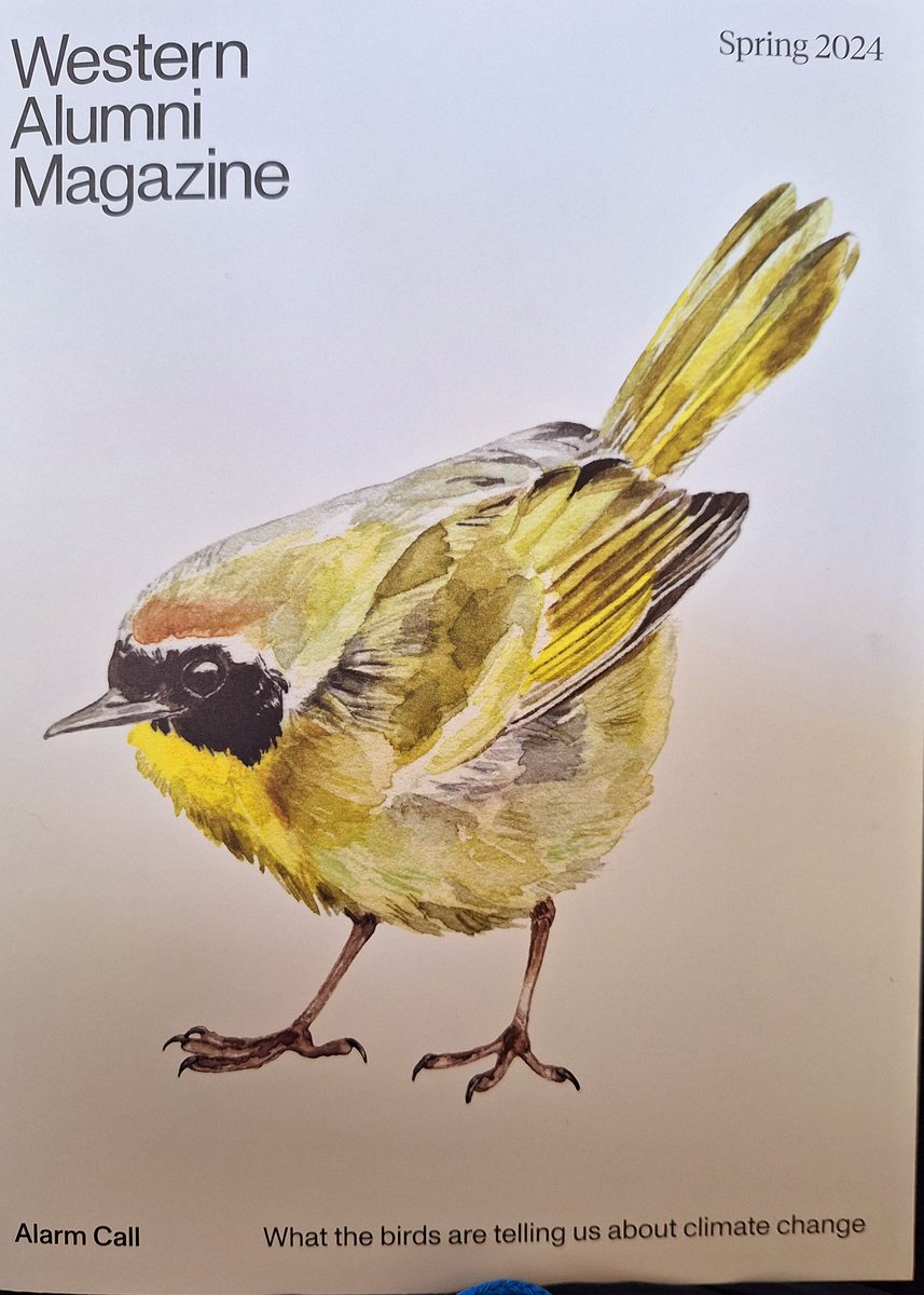 MotorcycleMarc's tweet photo. Spring '24 Edition of Western Alumni Magazine. Key observations on the messages birds are telling us about #ClimateChange. Prof.  Christopher Guglielmo &amp; Team saving the birds.
 @westernuAlumni #BA82
Bird: Yellowthroat Art: Melinda Josie https://t.co/bwfEmicNQY