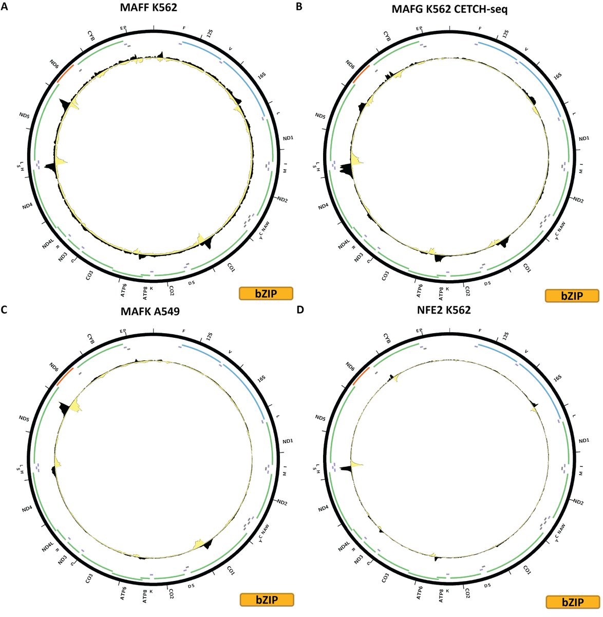 bZIP factors are the outlier in terms of both the number of TFs found to associate with chrM and the robustness of evidence -- of 72 TFs we have data for 39 and 19/39 show occupancy over chrM. 

Furthermore, this is often over the same sites in the mitogenome...

11/