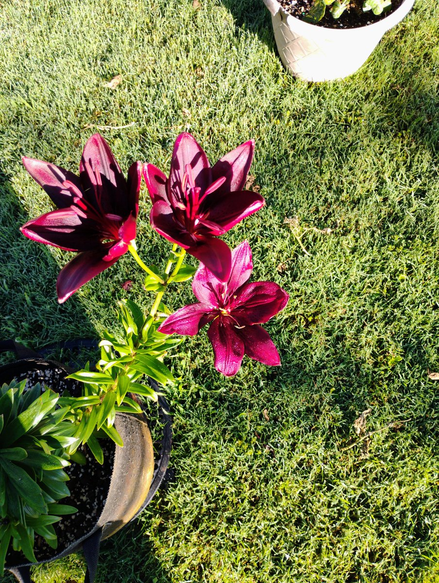 I find peace some days other days it still eludes me...everyday I get to sit here and have dabs and enjoy the beautiful yard and flowers.