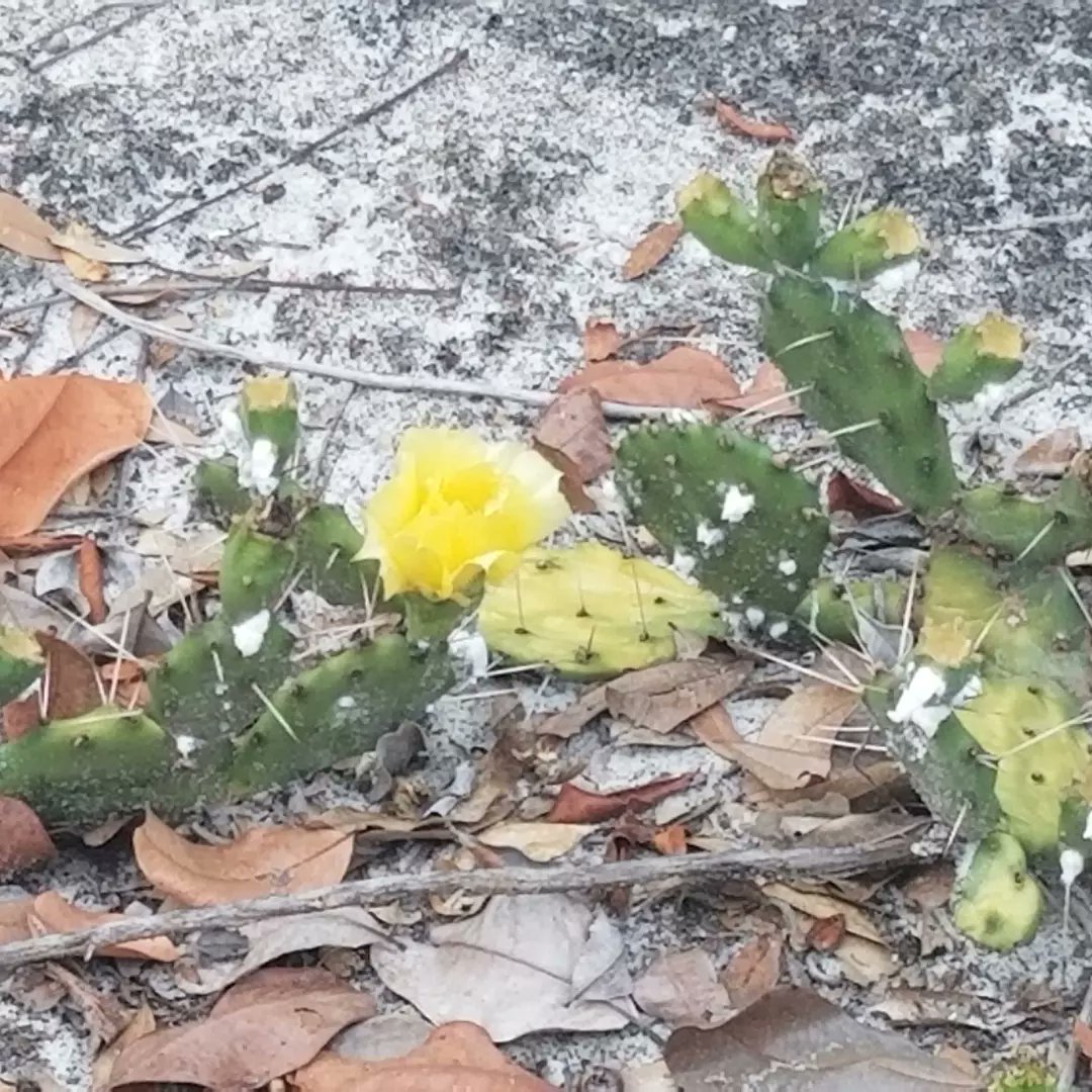 RhondaHendee's tweet image. Momma took me on a mobile pawtrol. We took ♻️ and then we went fur a dusk walk at #GDP #Dunedin and it was zom free. We saw these two new #wildflowers #ZSHQ @ZombieSquadHQ